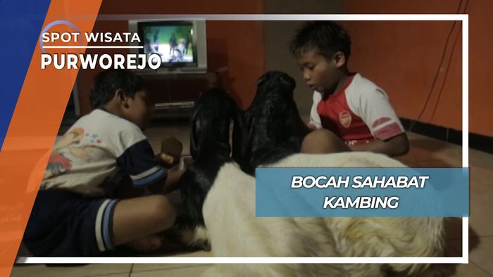 Bocah Sahabat Kambing, Purworejo