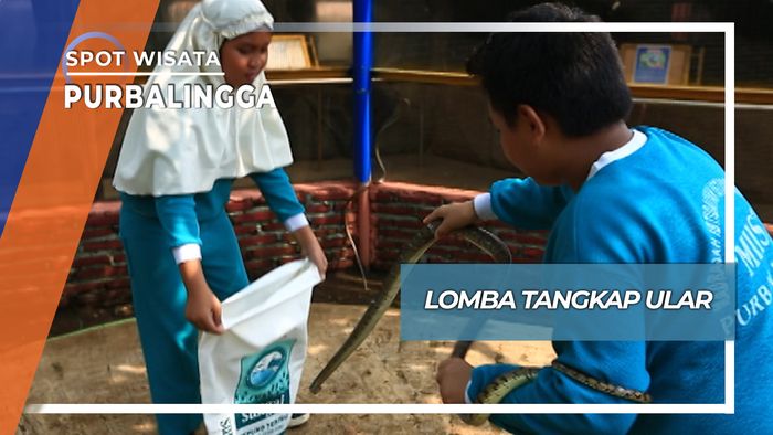 Unik Seru Anak SD Lomba Tangkap Ular Purbalingga