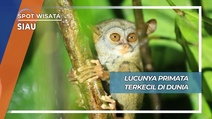 Lucu Imut Tarsius, Primata Terkecil di Dunia dari Kabupaten Siau