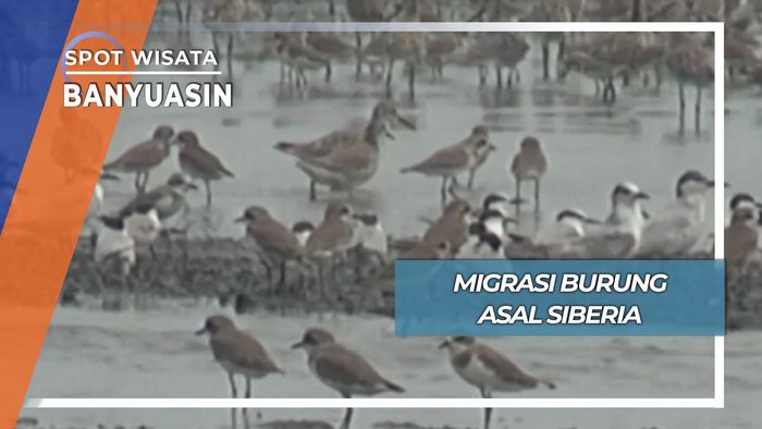 Migrasi Burung Asal Siberia Russia di Taman Nasuinal Sembilang Banyuasin