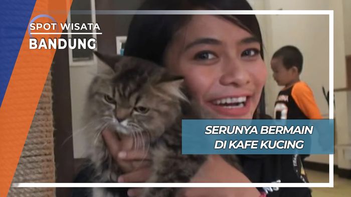 Seru Main di Kafe Kucing Bandung