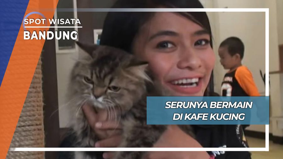 Seru Main di Kafe Kucing Bandung