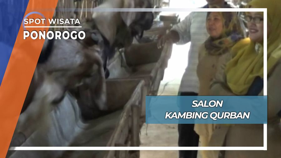 Salon Kambing Qurban Ponorogo
