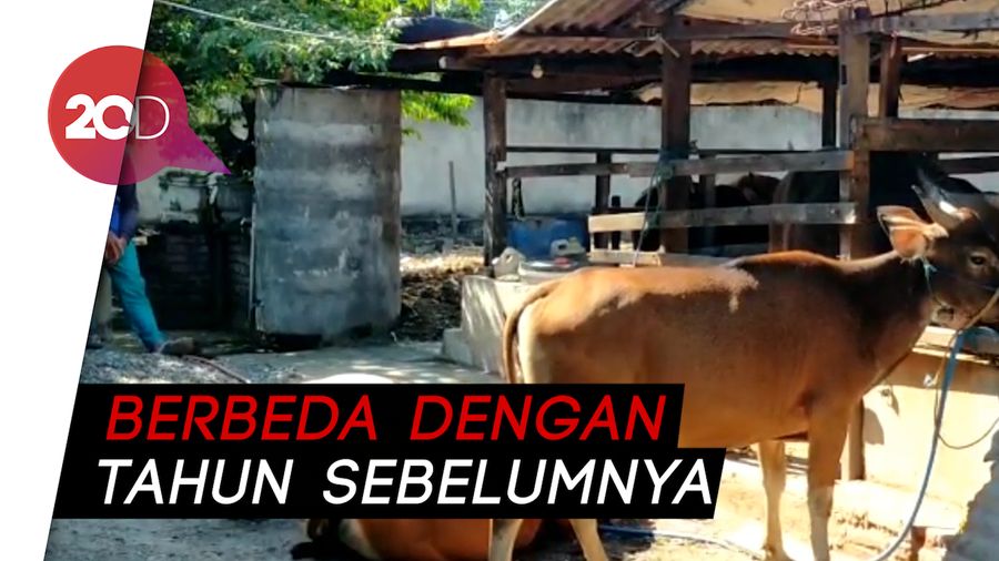 Dampak Corona, Penjual Hewan Kurban di Pinrang Sepi Pembeli