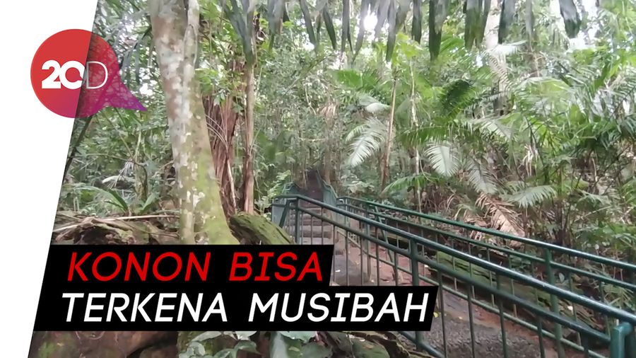 Mitos Hutan Pasarean: Berani Ambil Pohon Bakal Didatangi Maung
