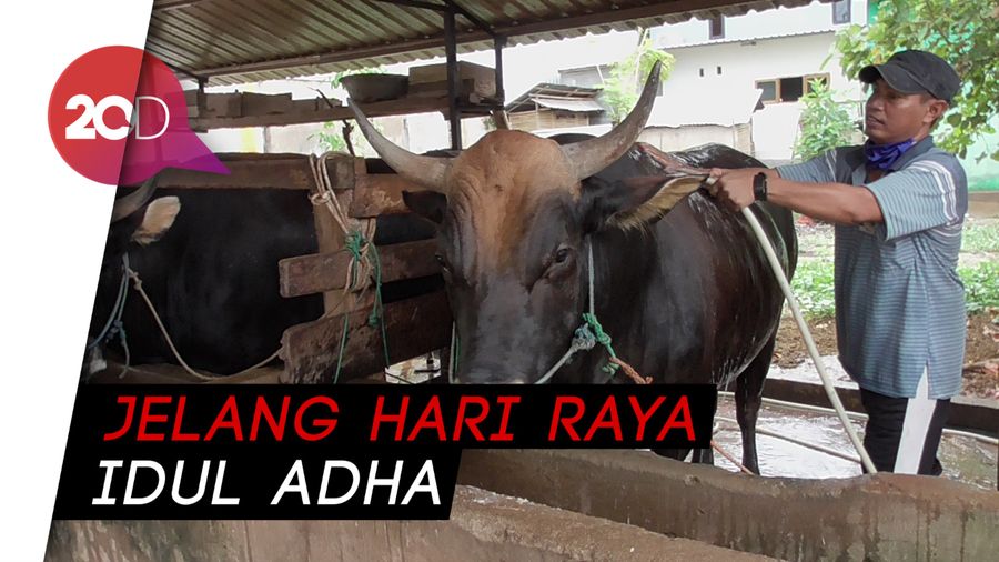 Permintaan Sapi Kurban di Polman Sepi Akibat Pandemi Corona