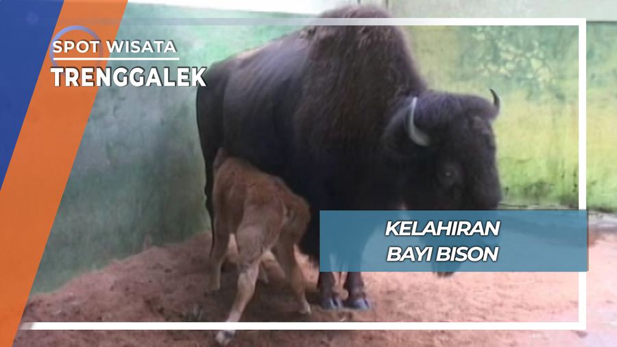 Tontonan Unik di Taman Safari, Pasuruan