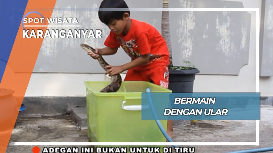 Bermain dengan Ular, Karanganyar
