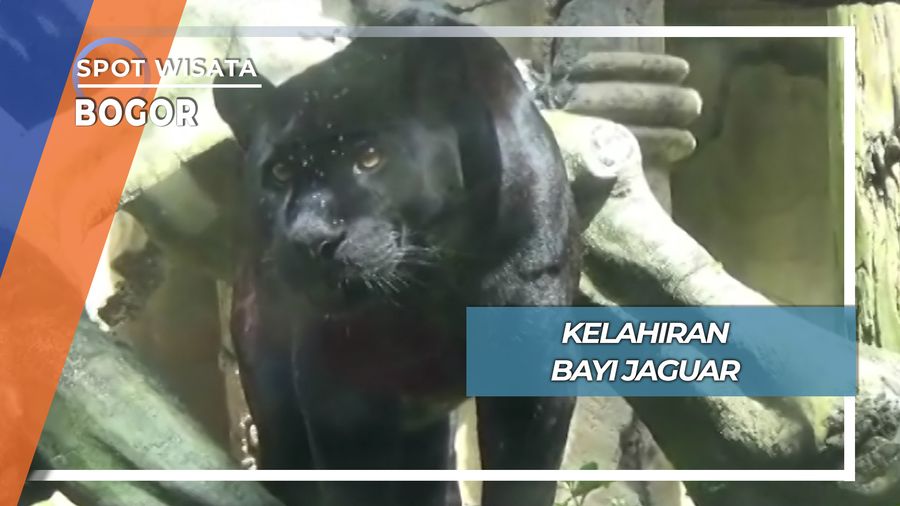 Bayi Jaguar yang Lucu, Bogor