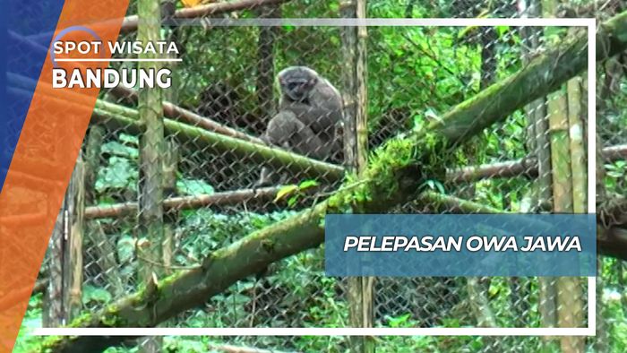 Melestarikan Satwa yang Dilindungi, Bandung