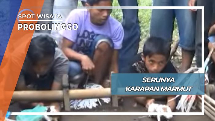 Adu Cepat Hewan Pengerat, Probolinggo