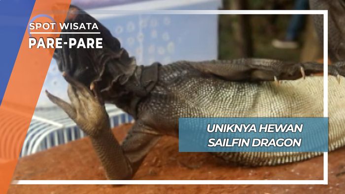 Binatang Unik Jelmaan Naga, Pare-pare