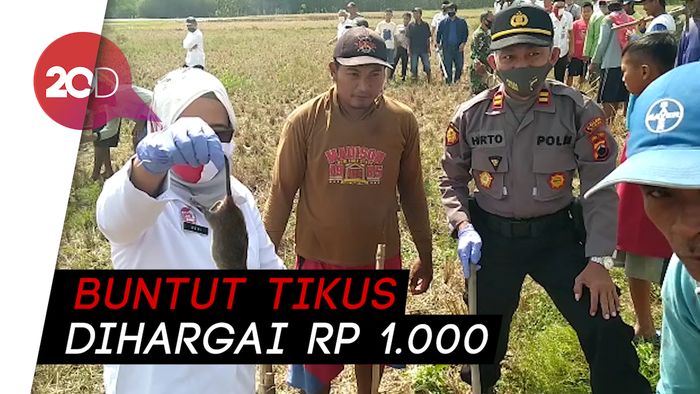 Tikus Merajalela di Blora, Pemkab-Polisi Turun Tangan Inisiasi Perburuan