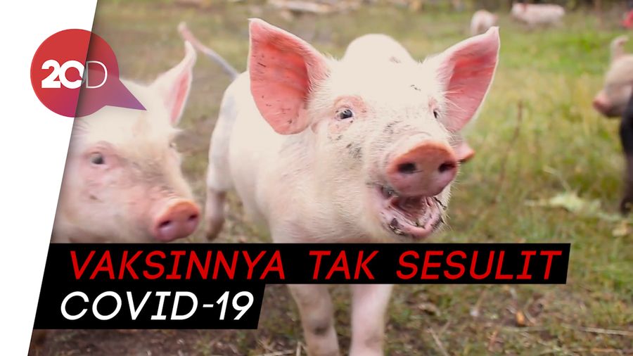 Penjelasan Kemenkes soal Penularan Flu Babi G4