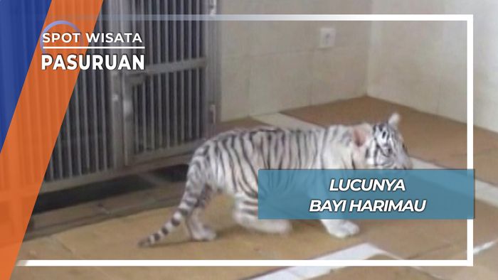 Bayi Harimau, Pasuruan