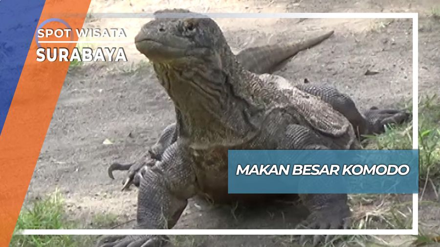 Makan Besar Kadal Purba Raksasa, Surabaya
