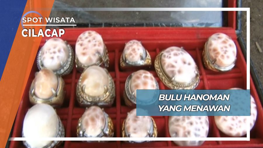 Bulu Hanoman yang Menawan, Cilacap