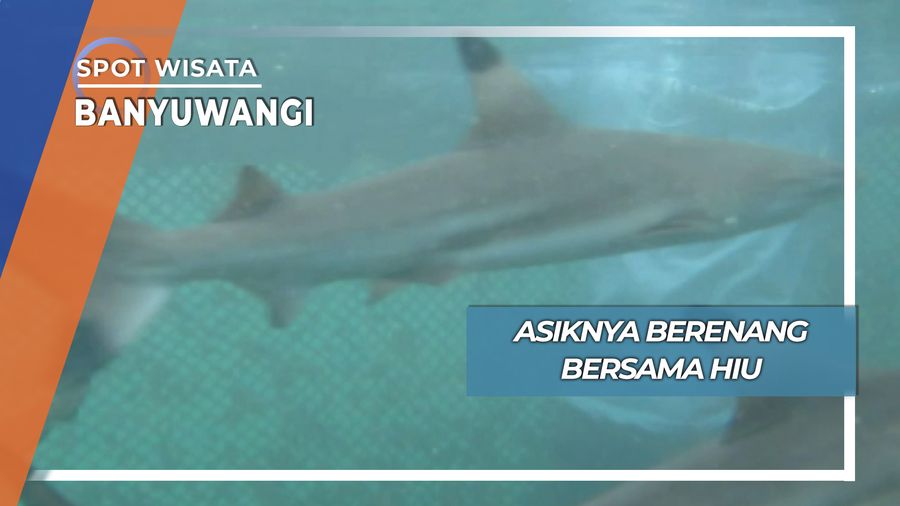 Uji Nyali Berenang Bersama Belasan Hiu Banyuwangi