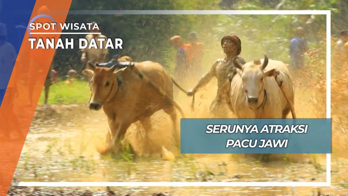 Serunya Pacu Jawi, Atraksi Anak Nagari Bertaraf Internasional ala Tanah Datar