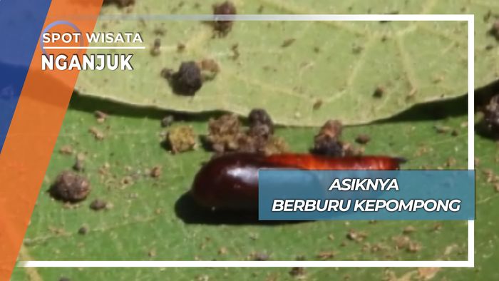 Berburu Kepompong, Nganjuk