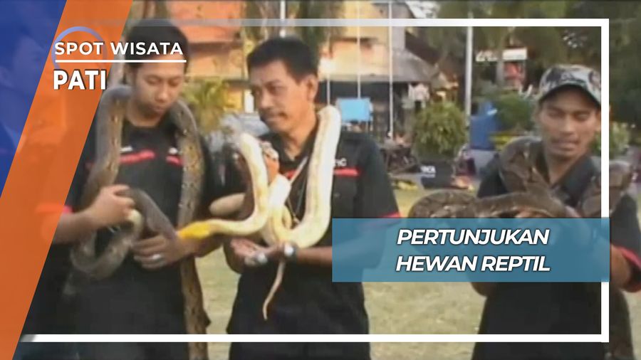 Pertunjukan Hewan Reptil, Pati
