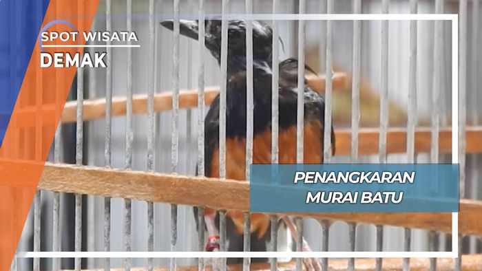 Penangkarang Murai Batu, Demak