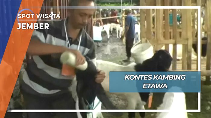 Kontes Kambing Etawa, Jember