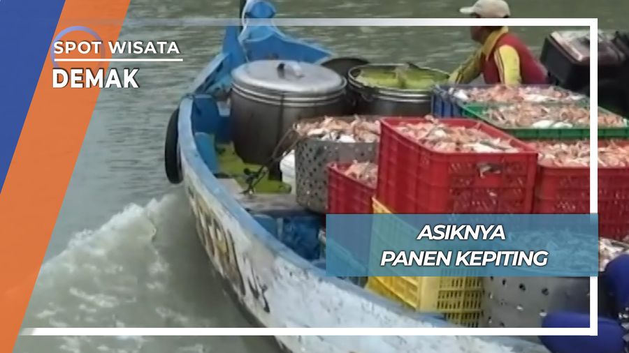 Panen Kepiting, Demak