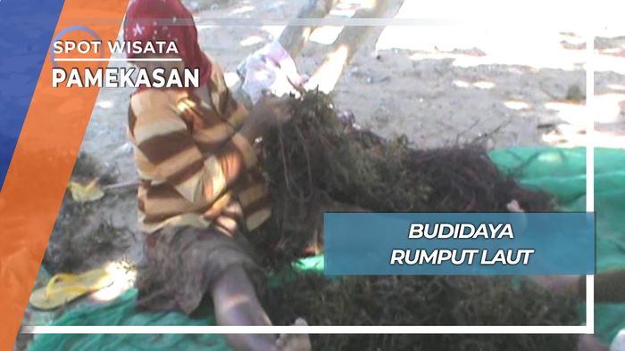 Budaya Rumput Laut, Pamekasan
