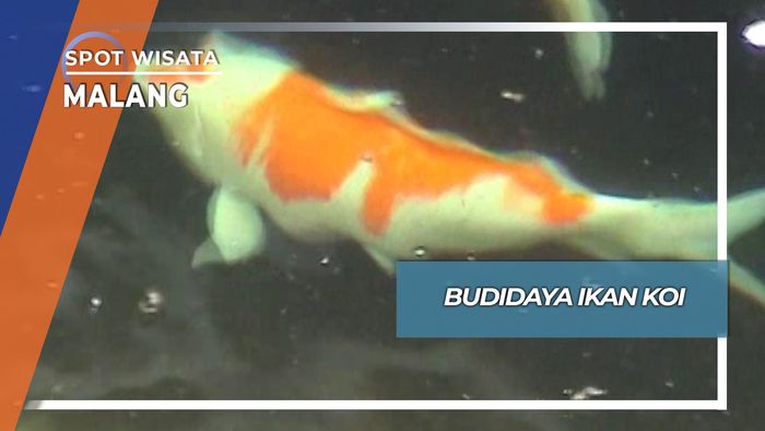 Budidaya Ikan Koi, Malang