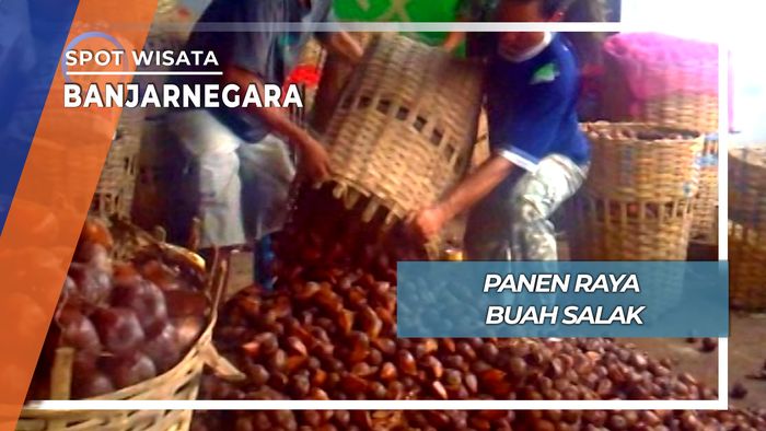 Panen Raya Buah Salak, Banjarnegara