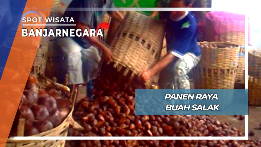 Panen Raya Buah Salak, Banjarnegara