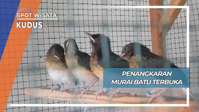 Penangkaran Murai Batu Terbuka, Kudus