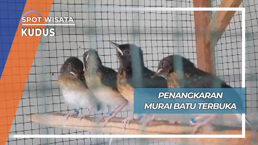 Penangkaran Murai Batu Terbuka, Kudus