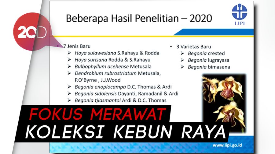 Corona Tak Halangi Peneliti LIPI Temukan Jenis Tumbuhan Baru