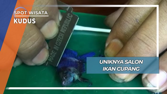 Uniknya Salon Ikan Cupang, Kudus