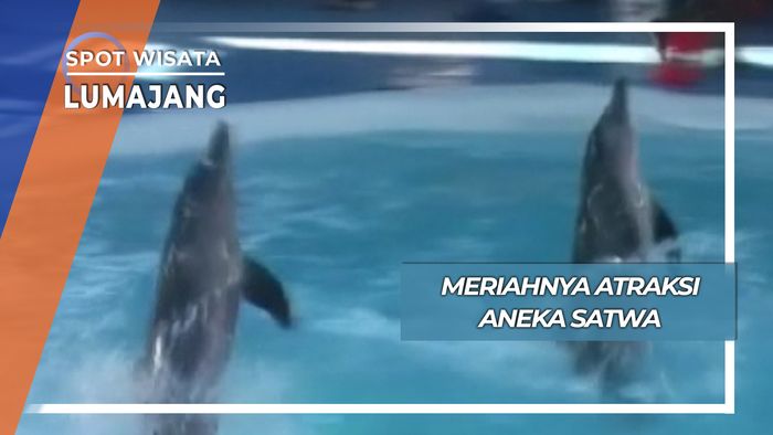 Atraksi Aneka Satwa Lumajang