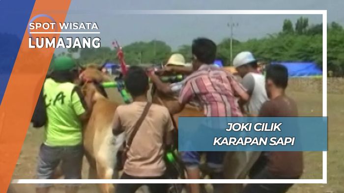 Atraksi Joki Cilik Karapan Sapi Lumajang