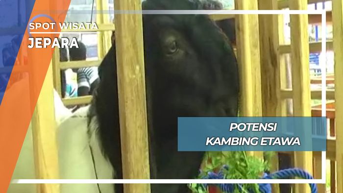 Kontes Kambing Etawa Alun alun Ngabul Jepara