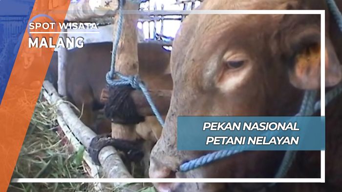 Sapi Super Besar Stadion Kanjuruhan Malang