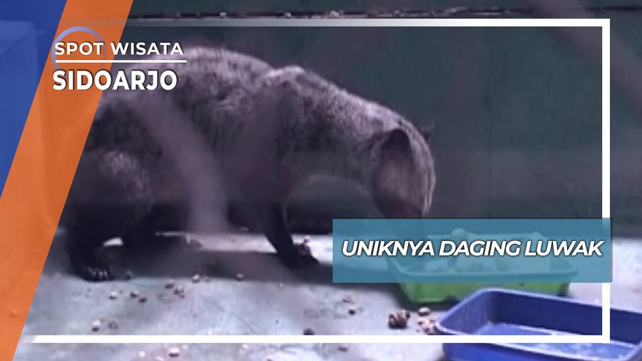 Kuliner Unik Daging Luwak Sidoarjo