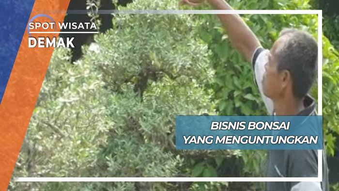 Bisnis Bonsai ala Karang Tengah Demak