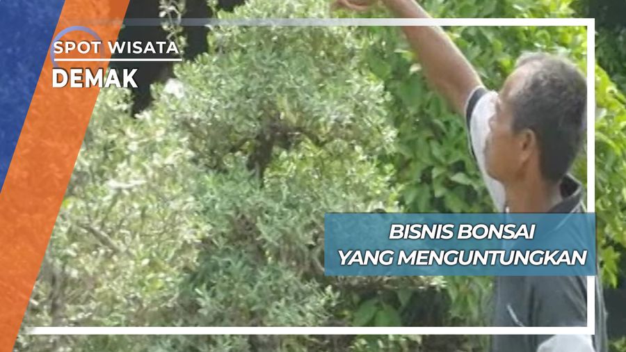 Bisnis Bonsai ala Karang Tengah Demak