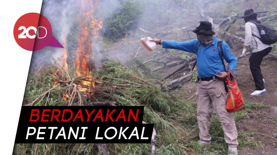 BNN Musnahkan Ladang Ganja, Diubah Jadi Lahan Pertanian Produktif
