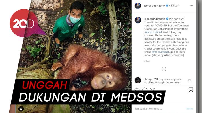 Leonardo DiCaprio Dukung Perlindungan Orang Utan Sumatera dari COVID-19