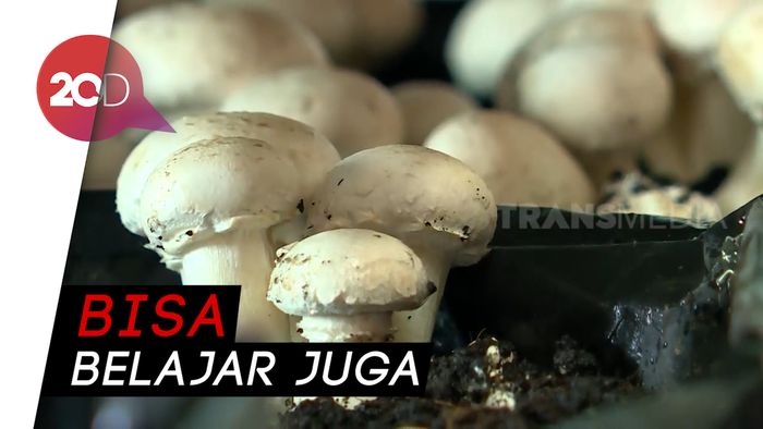 Mampir ke Jejamuran, Varian Menu Jamur di Yogyakarta