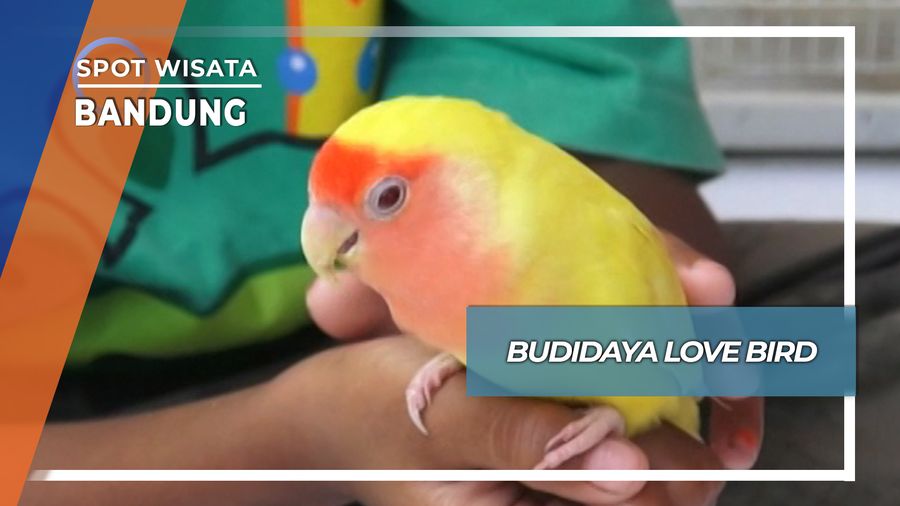 Budidaya Love Bird, Bandung
