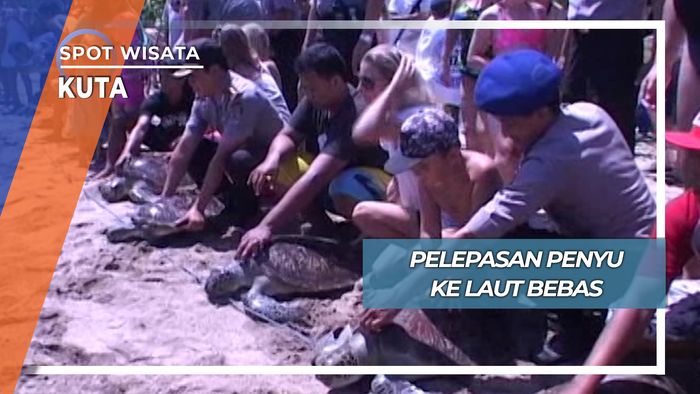 Pelepasan Penyu ke Laut Bebas, Kuta