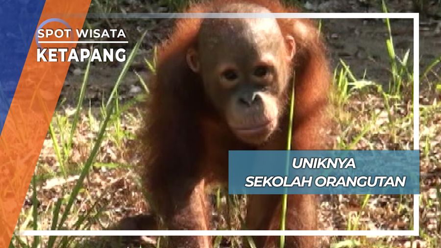 Uniknya Sekolah Orangutan, Ketapang