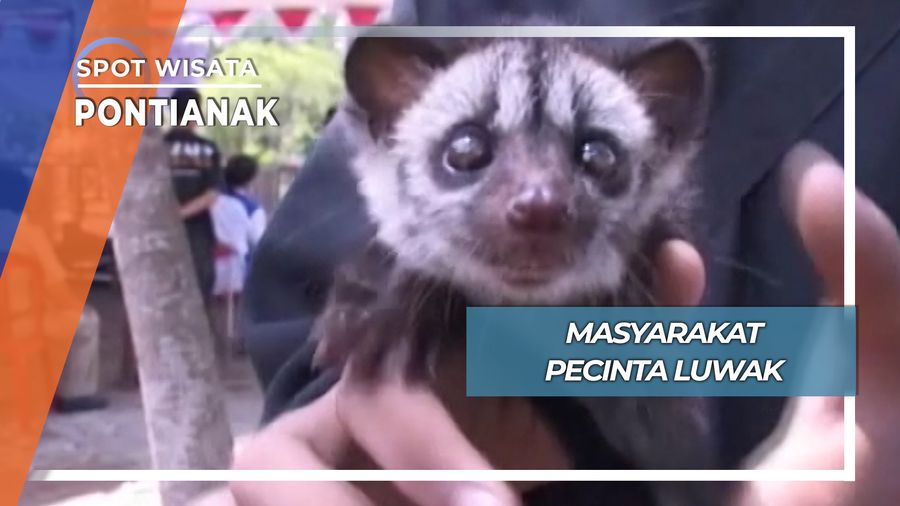 Masyarakat Pecinta Luwak, Pontianak